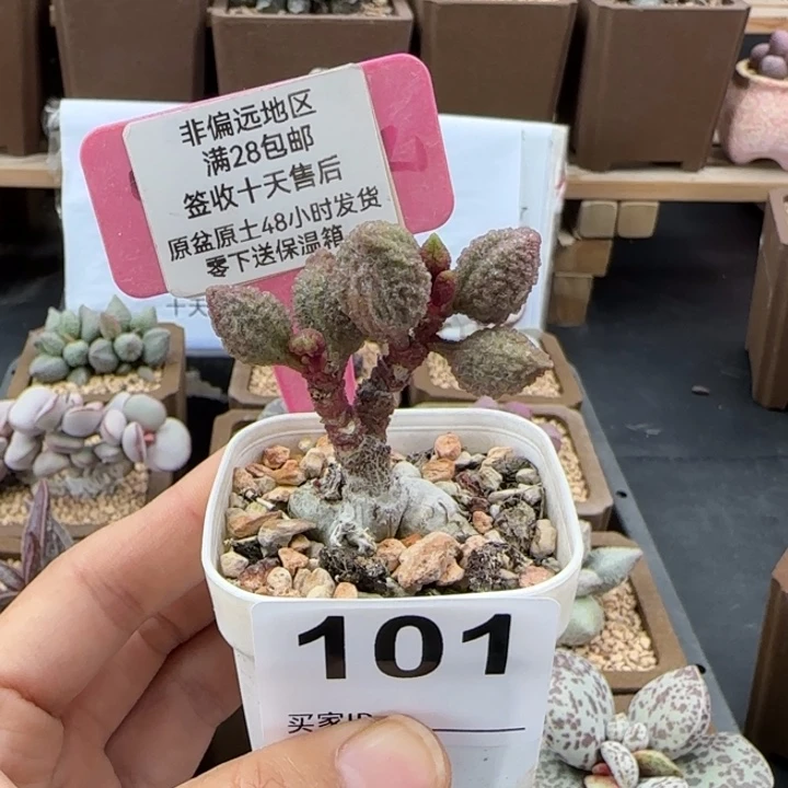 ****幕101逸尘多肉植物的