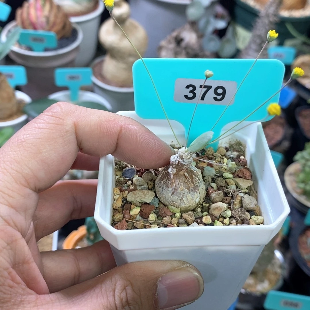 嗯特美厚炖菊多肉植物