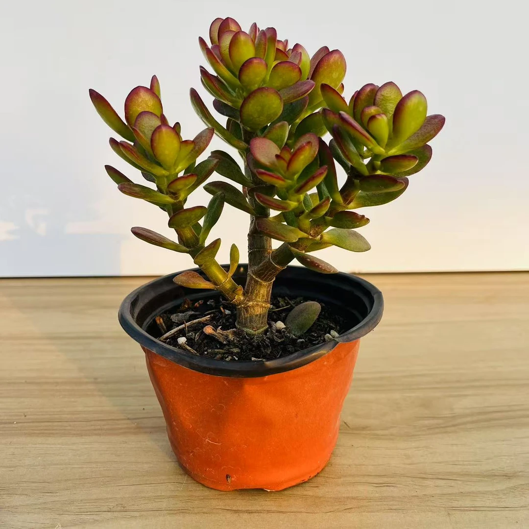 姬红花月   冠幅10cm左右 云南精品多肉脱土发货全店满九块九包邮