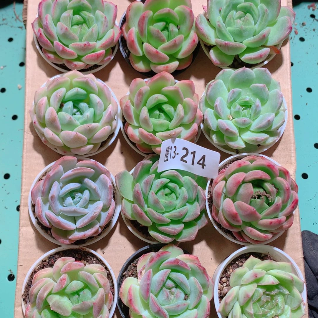 13-214一物一拍多肉带盆18颗