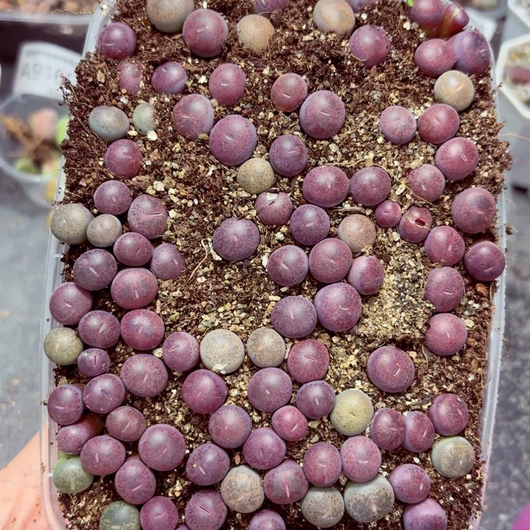 9190––零下地区需拍保温箱