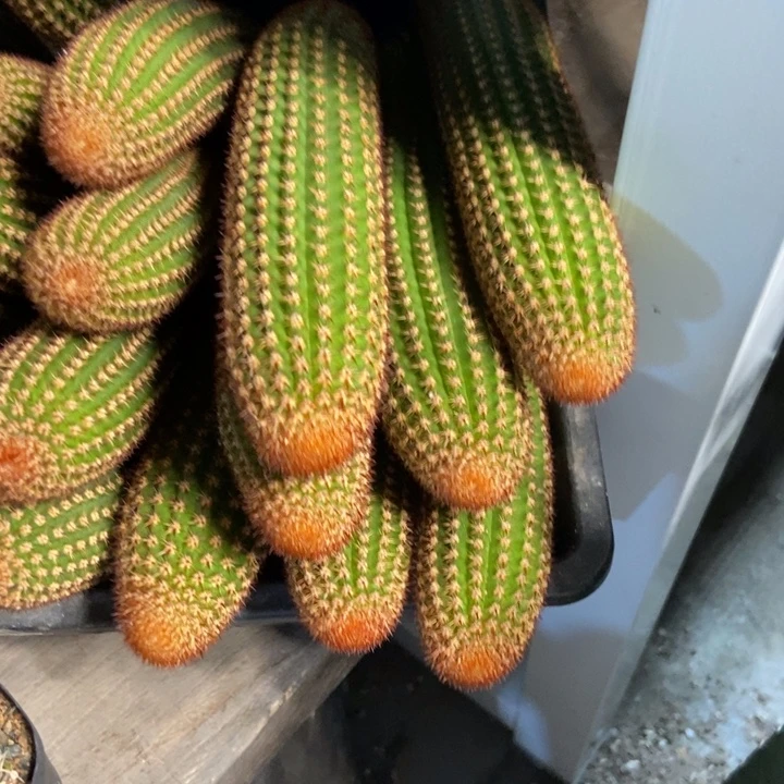 仙人球金五侧芽二十公分一个