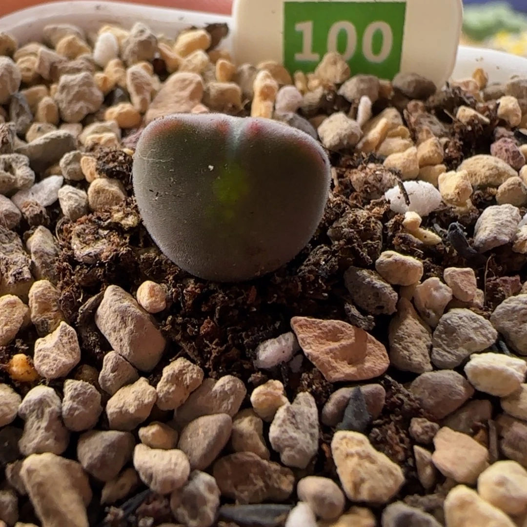 空蝉。   尺寸小。 3年 特。