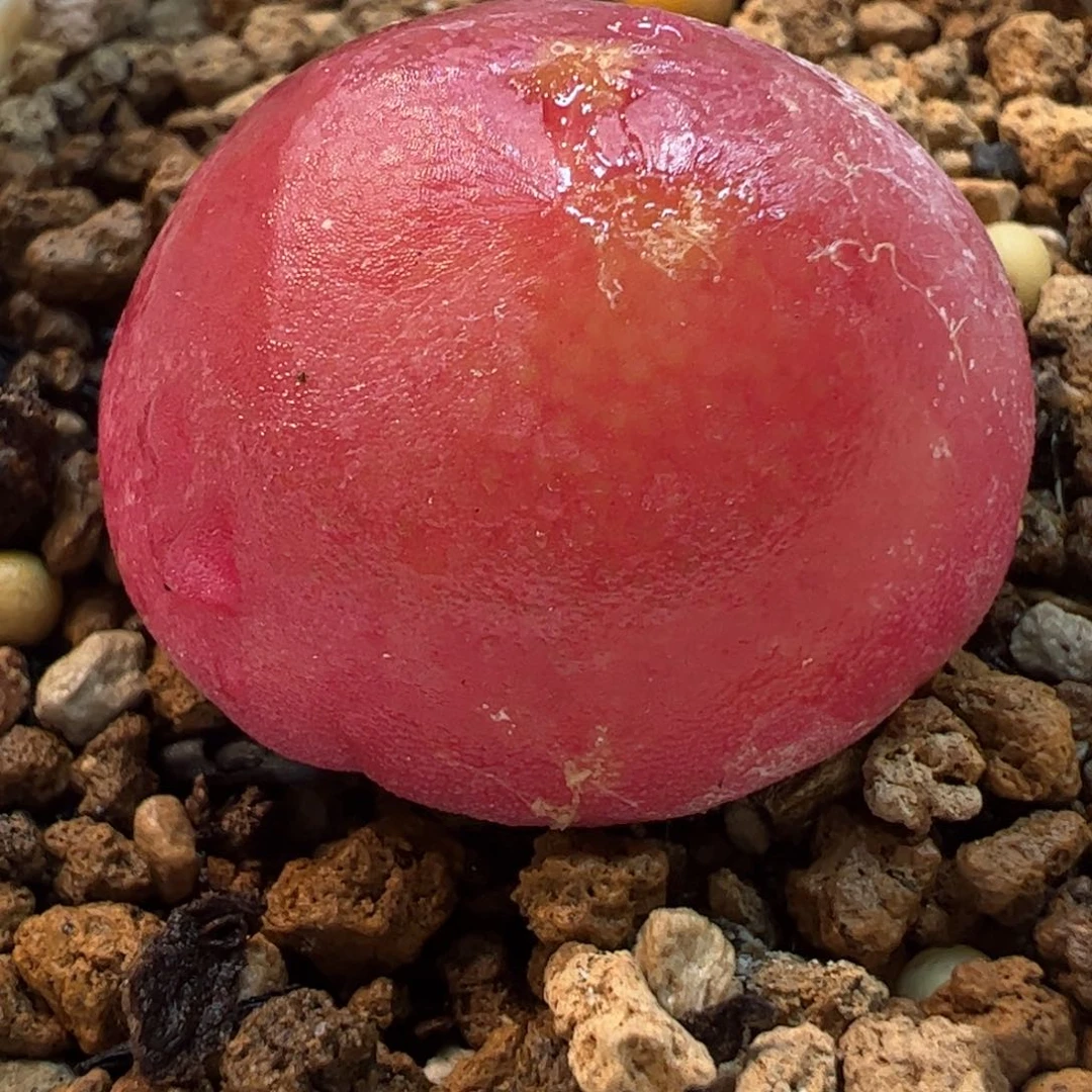 559多肉植物百科