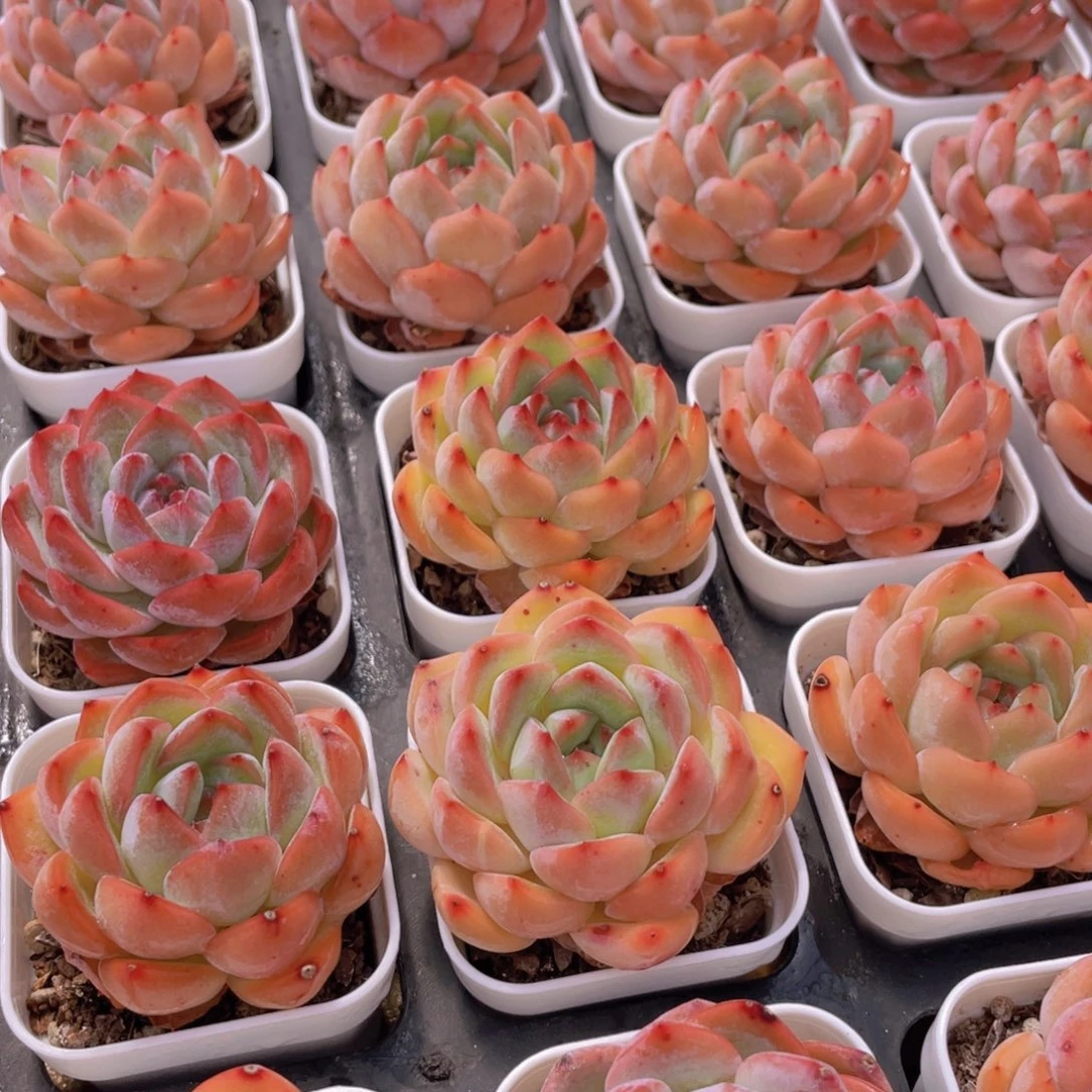 1589号 草莓杏仁单头一个