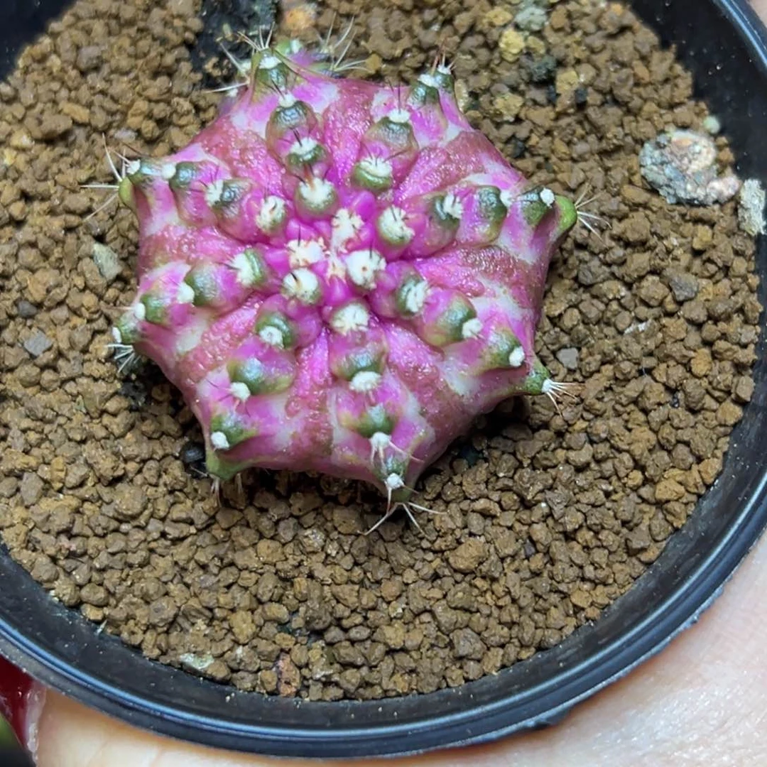 A78实生海神，带盆土发货