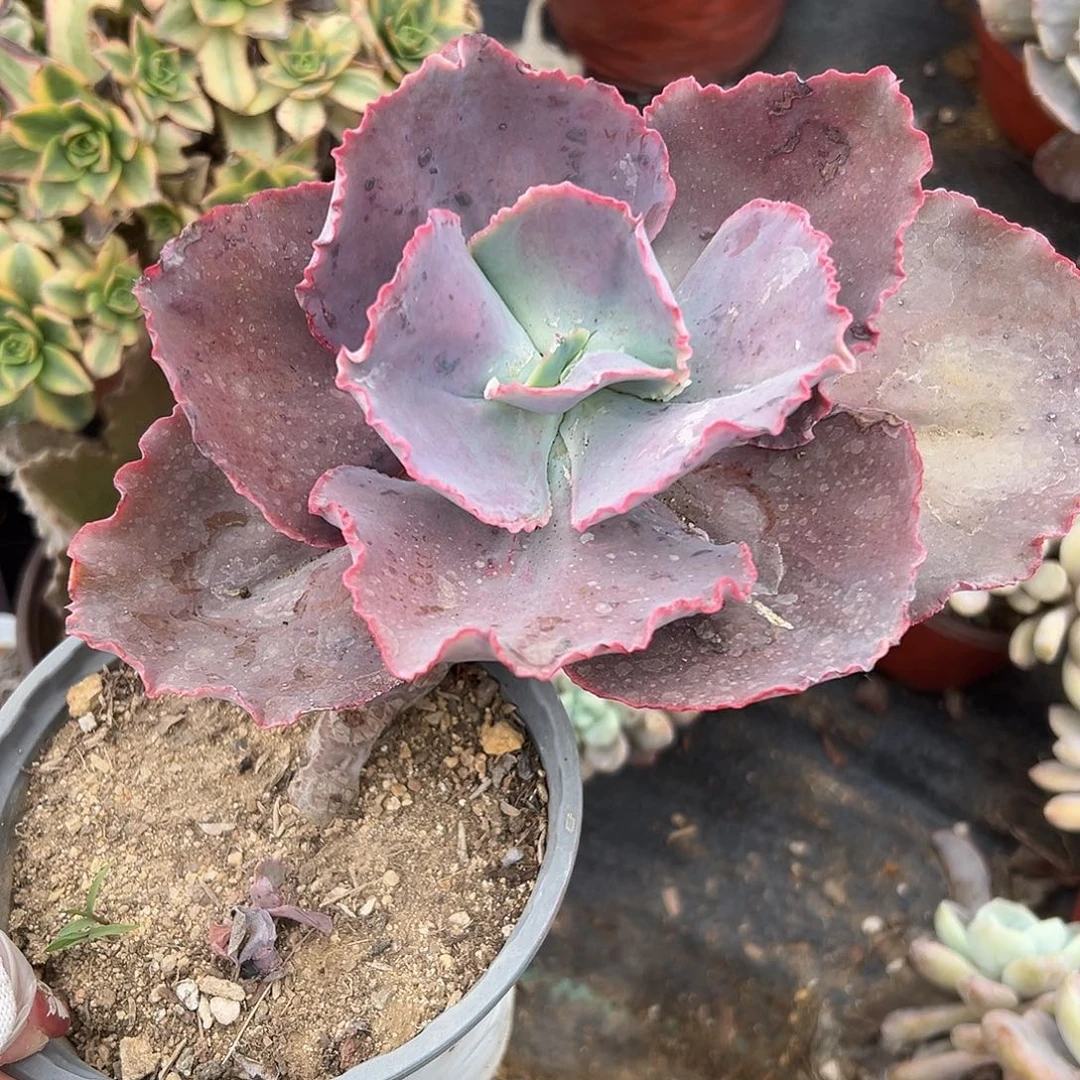 多肉植物老庄蓝色妖姬