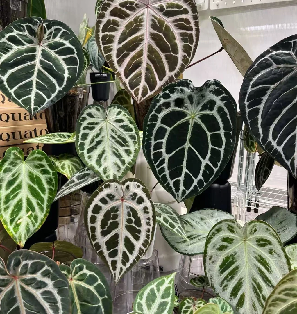 【水晶花烛】室内高端热植盆栽新手好养可水培观叶绿植