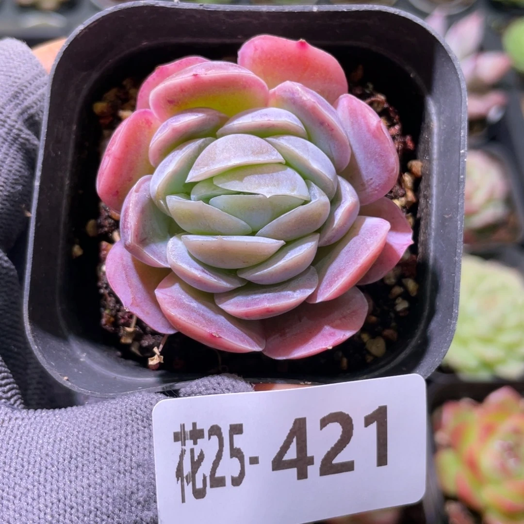 花利美25-421西娜