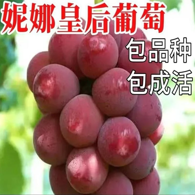 妮娜皇后葡萄树苗南北方适合地栽庭院高产抗寒易成活当年结果树苗