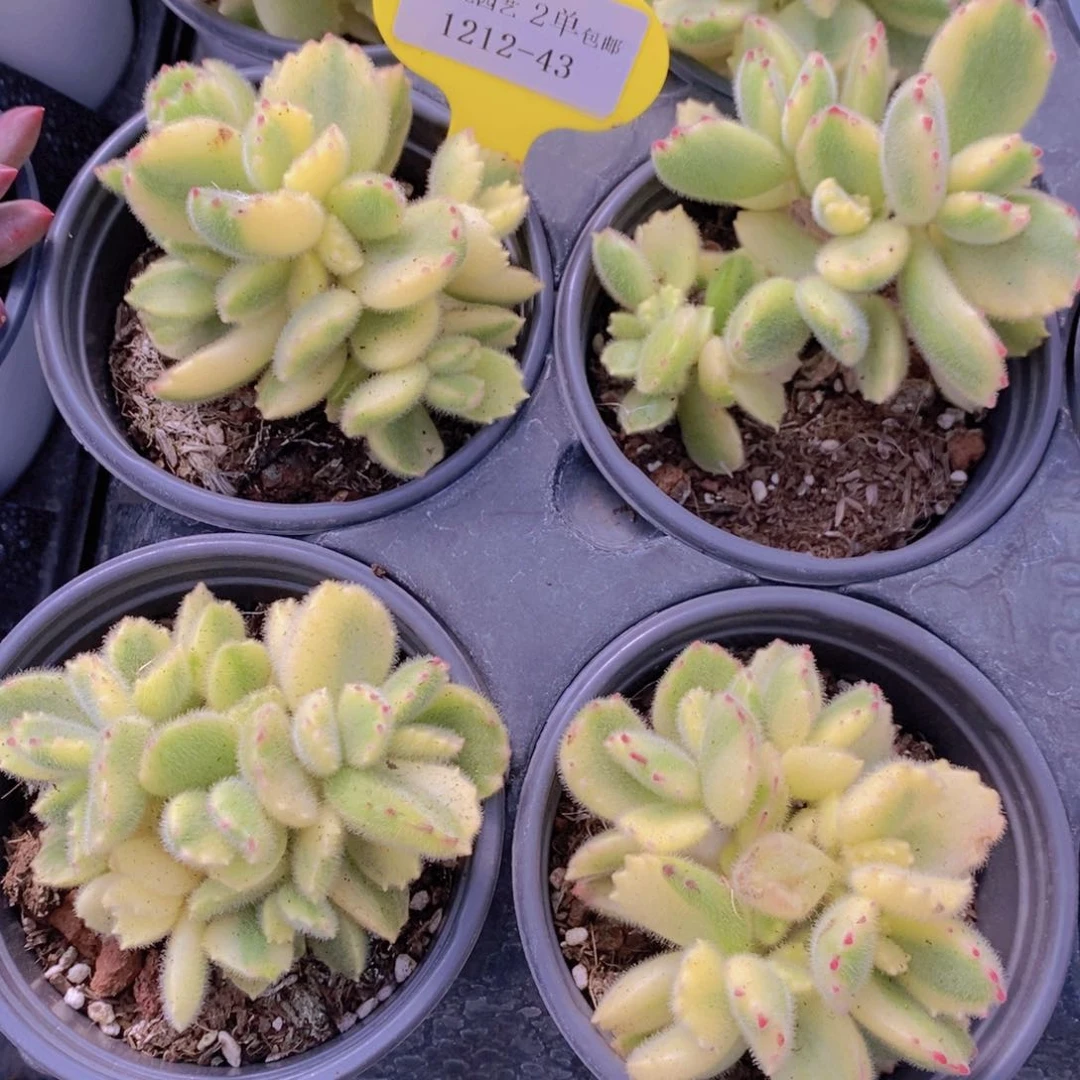 1212-43-精品老桩熊童子群一个