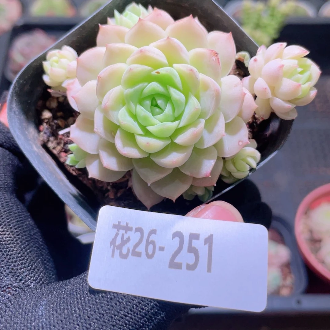 花利美26-251女王