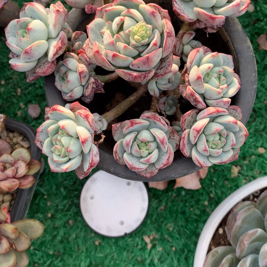 陌***绵香草老桩多肉植物