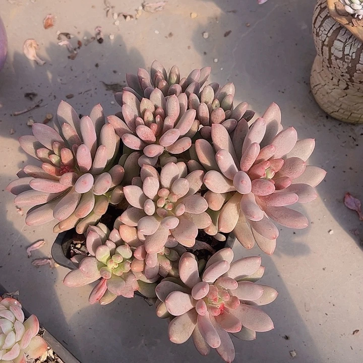 宝石美人0970多肉植物