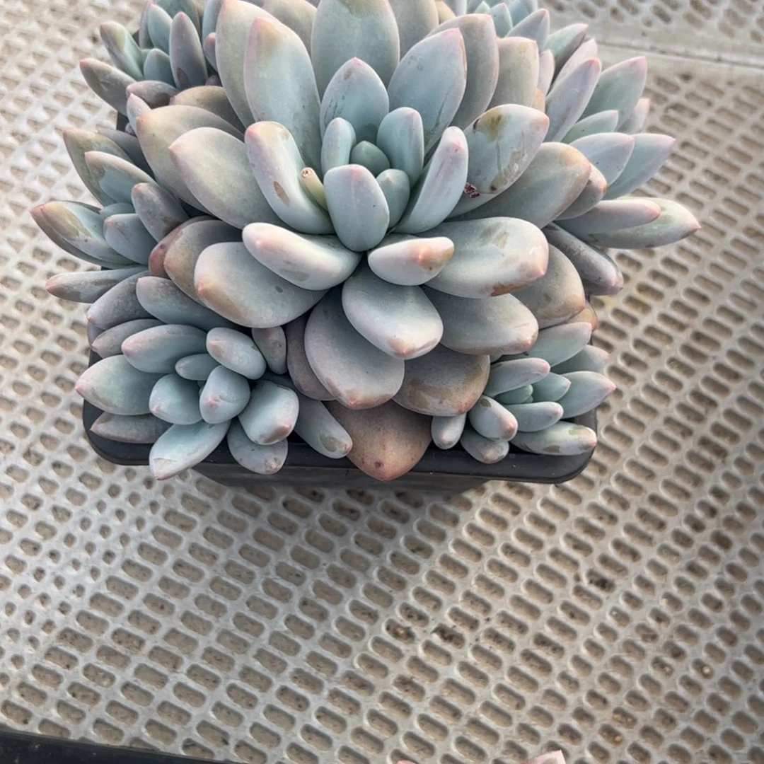 请****下多肉植物多肉植物