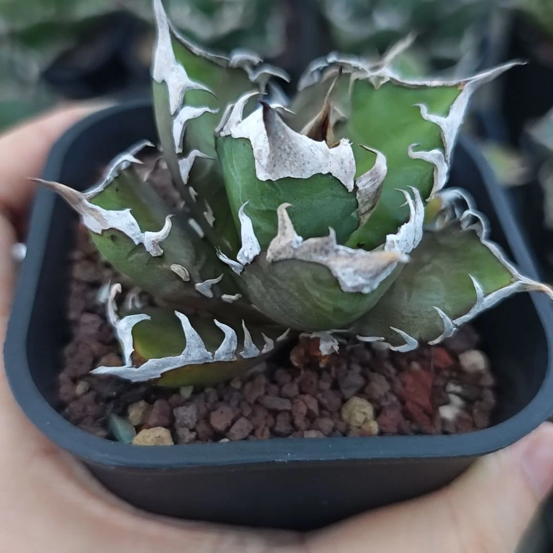 红猫仁王冠龙舌兰