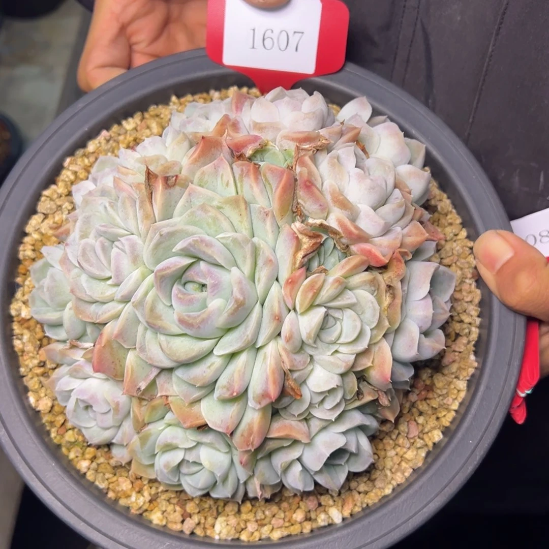 你***月1607肉多哦哟多么多哦