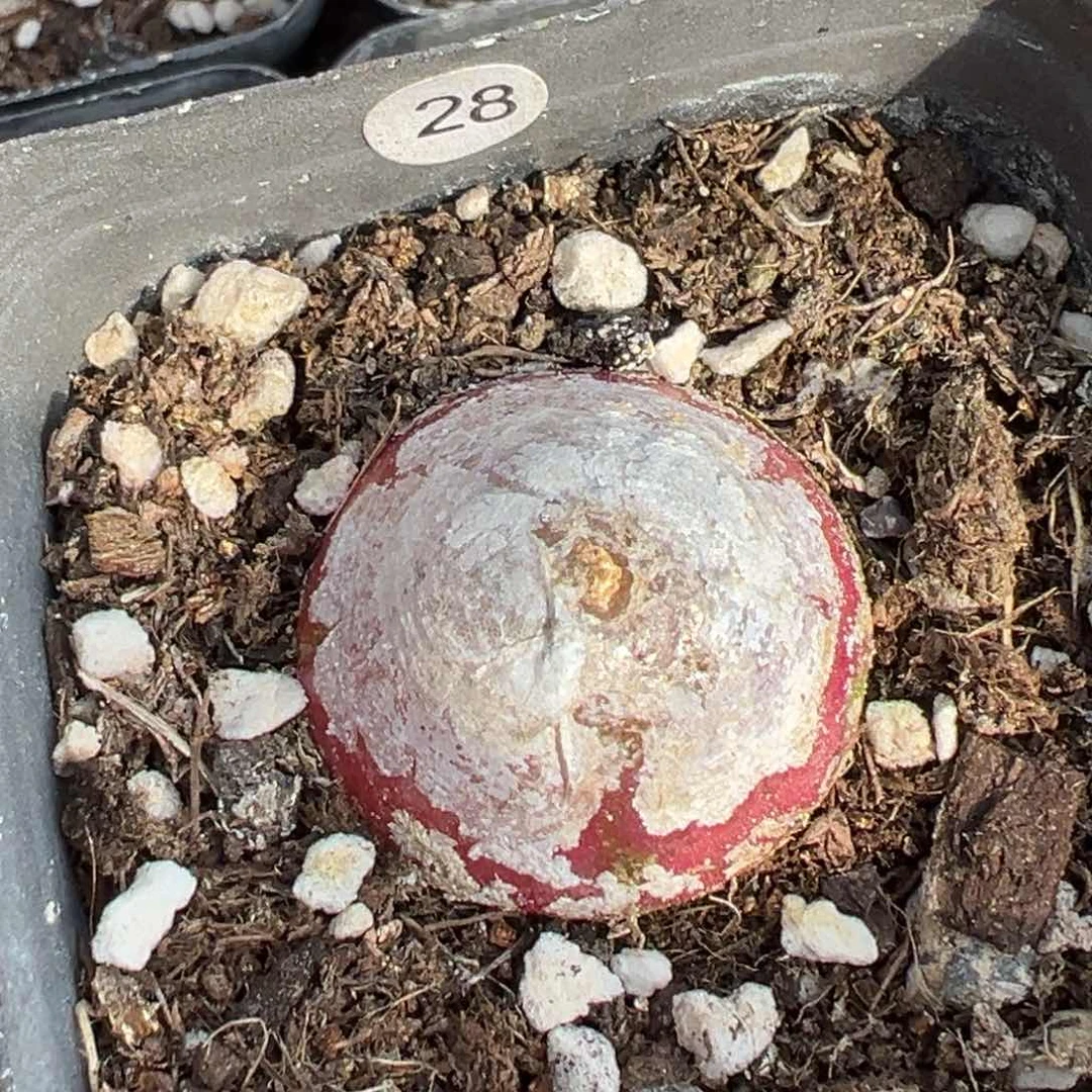 多肉植物1111111111111