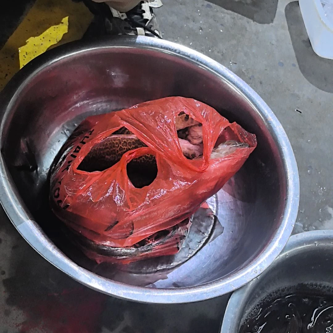 石台小李代购3.76斤桂鱼