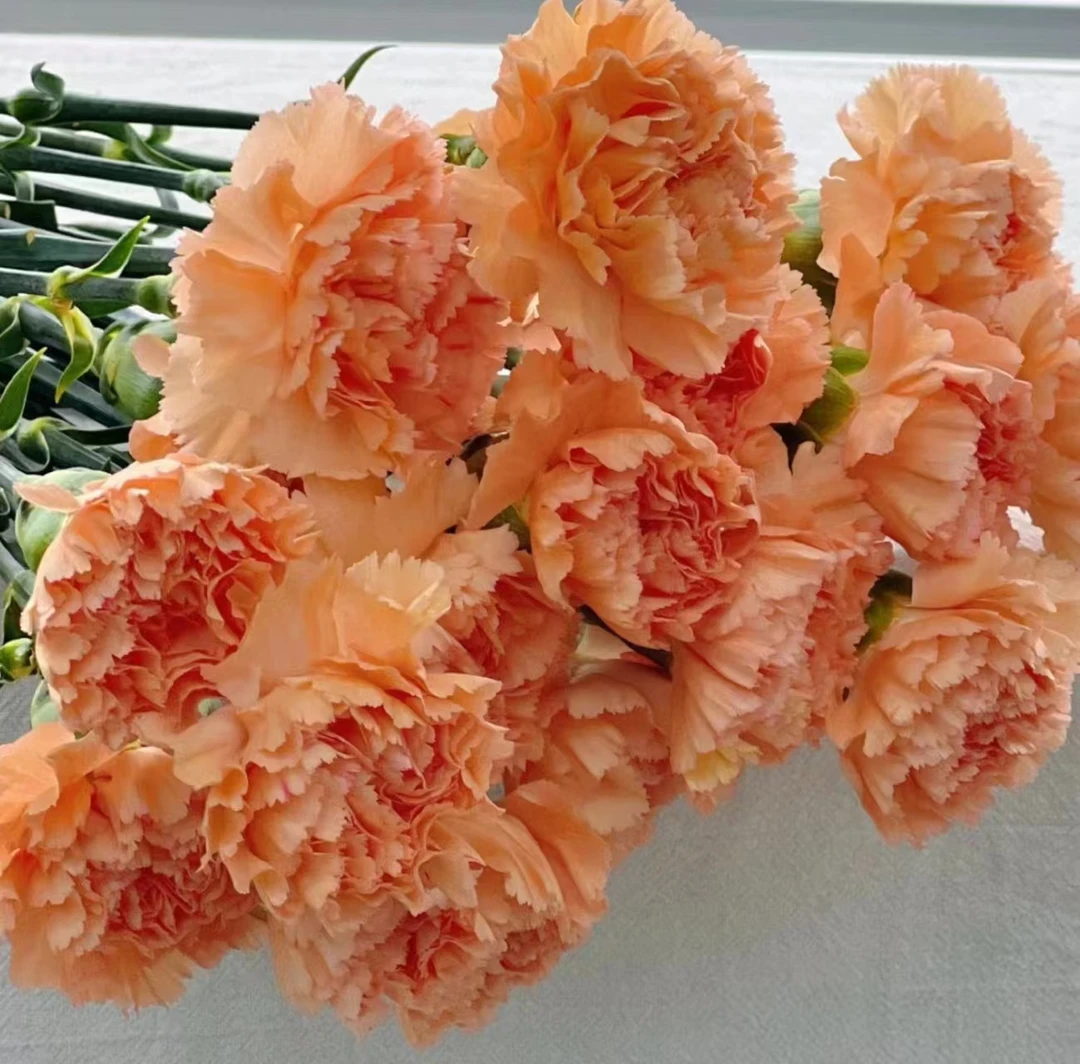 【一件包邮】橙光单头康乃馨20支    云南  基地  鲜花