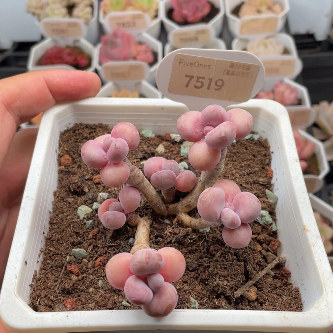 腰子蛋7519-7.5厘米