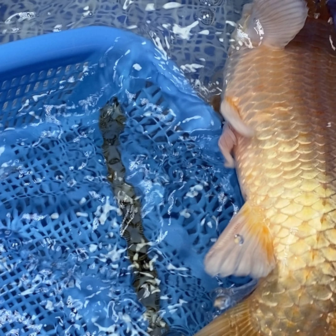 锦鲤冷水锦鲤包邮