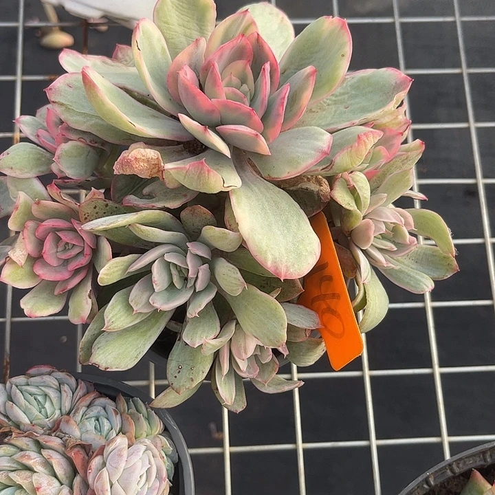 雅***尼两单包邮，全场炸福利140