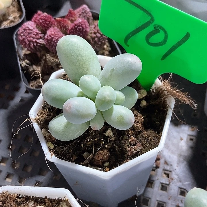开*?多肉植物米可701
