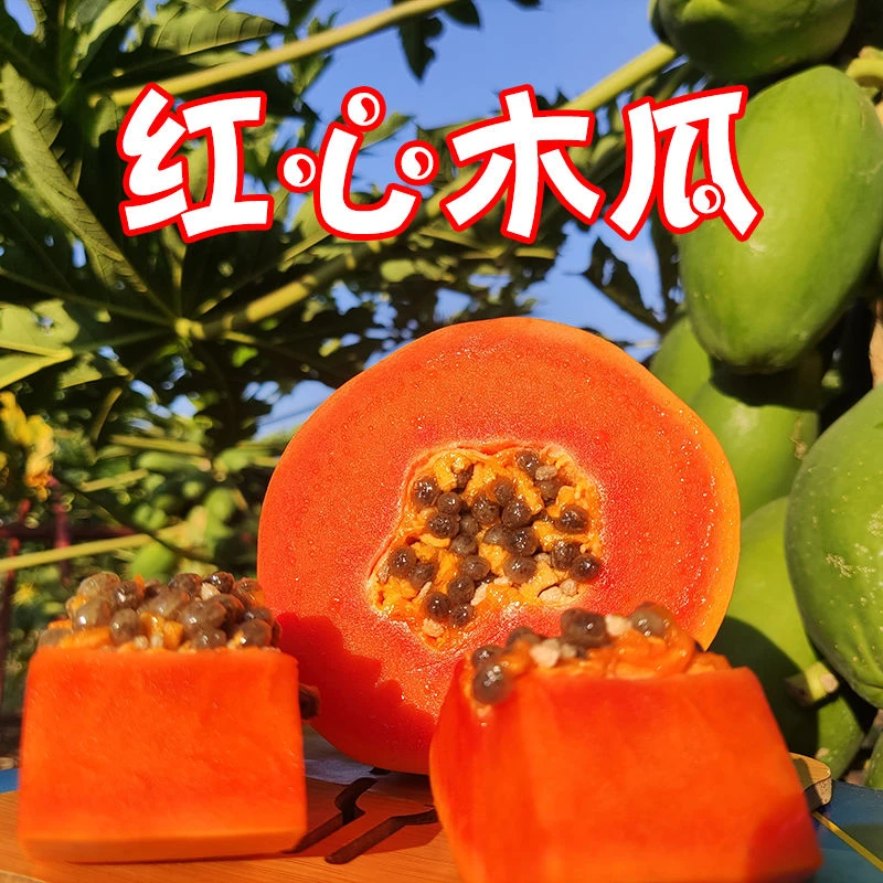 一物一拍红肉四季水果木苗水果树苗果树木瓜