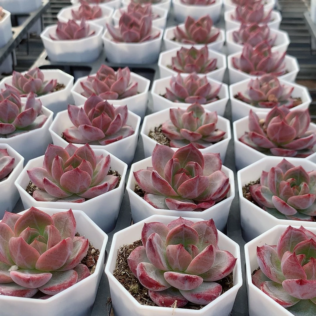 2盆夜魔侠4447778887447588