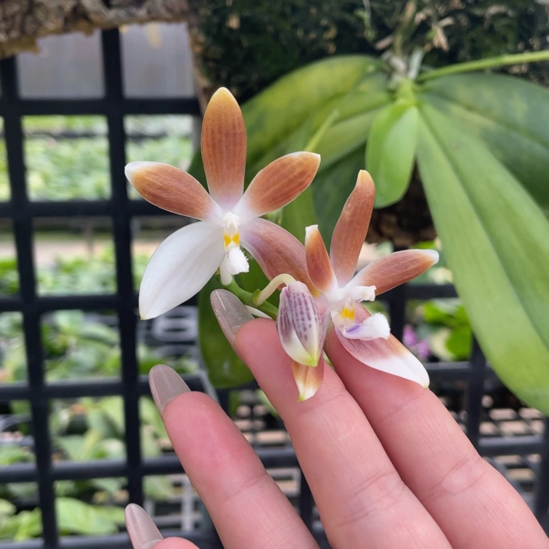 完全开放（板植）咖啡盾、叶黄特价