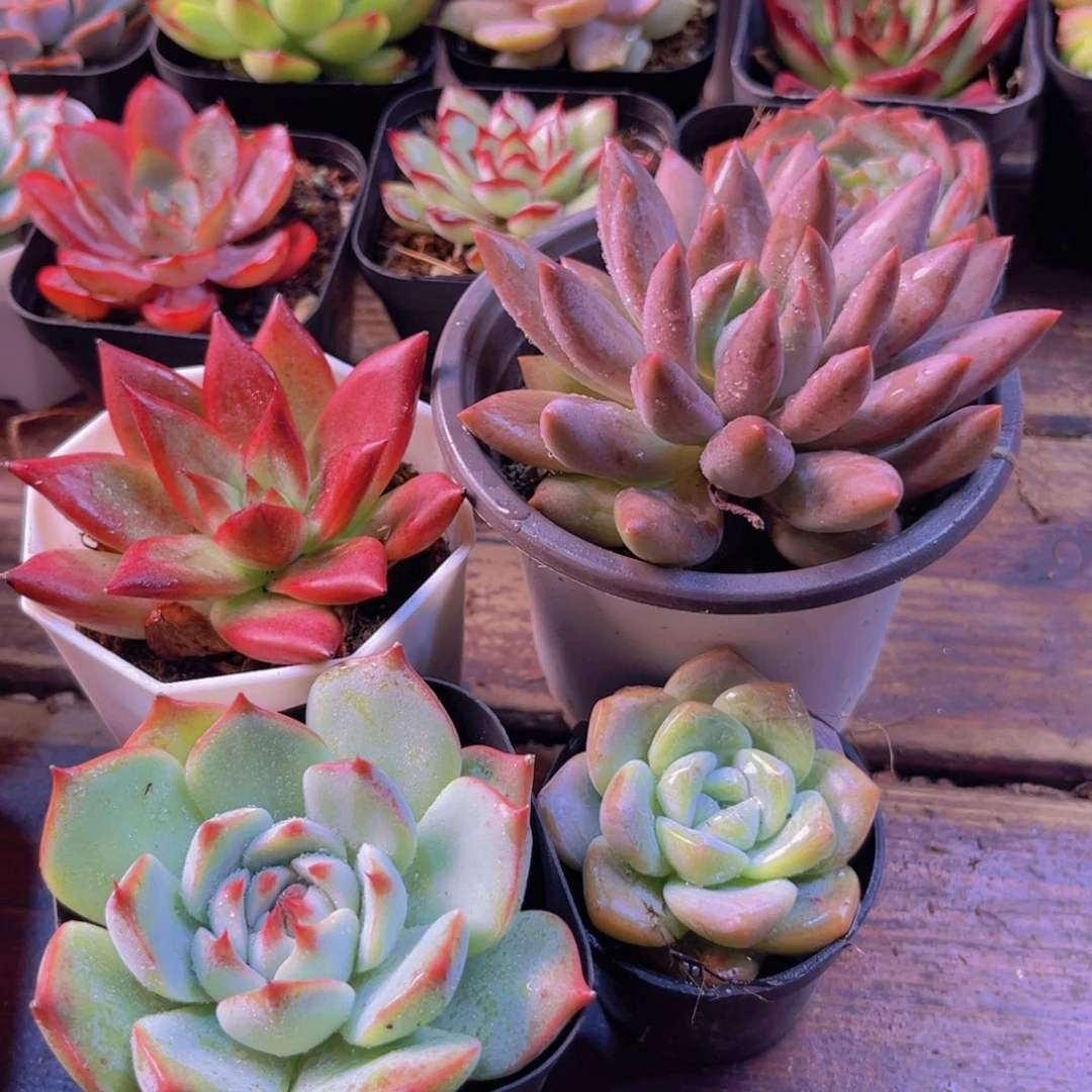 罗卡 红蜻蜓大 吉娃娃 冰美人