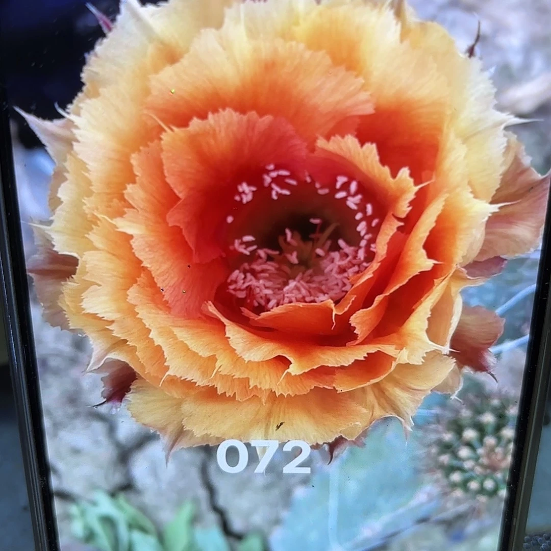 072彩侧牙20包邮仙人球32