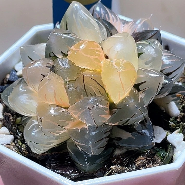 914水中月一物一拍