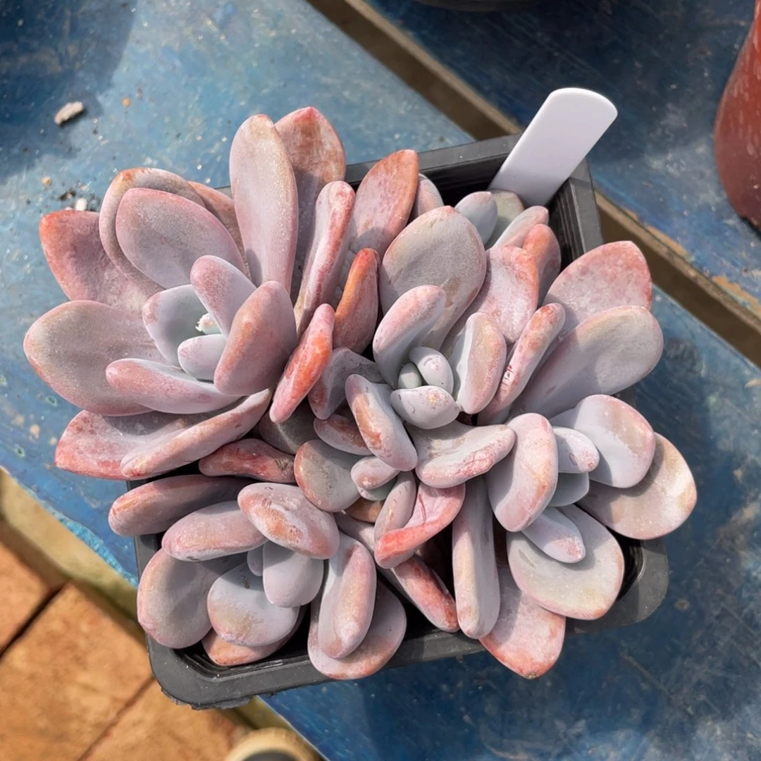 粉兔一物一拍中通快递