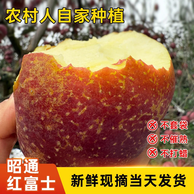 正宗昭通苹果高原红富士苹果新鲜现摘现发应季脆甜多汁当季现摘