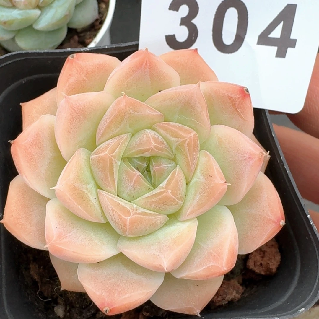 白桃            精美多肉植物