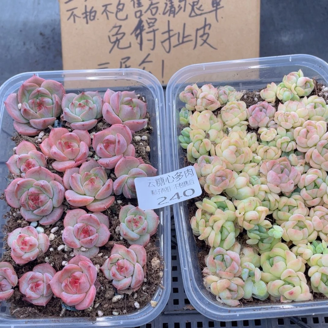 云糖心多肉植物240