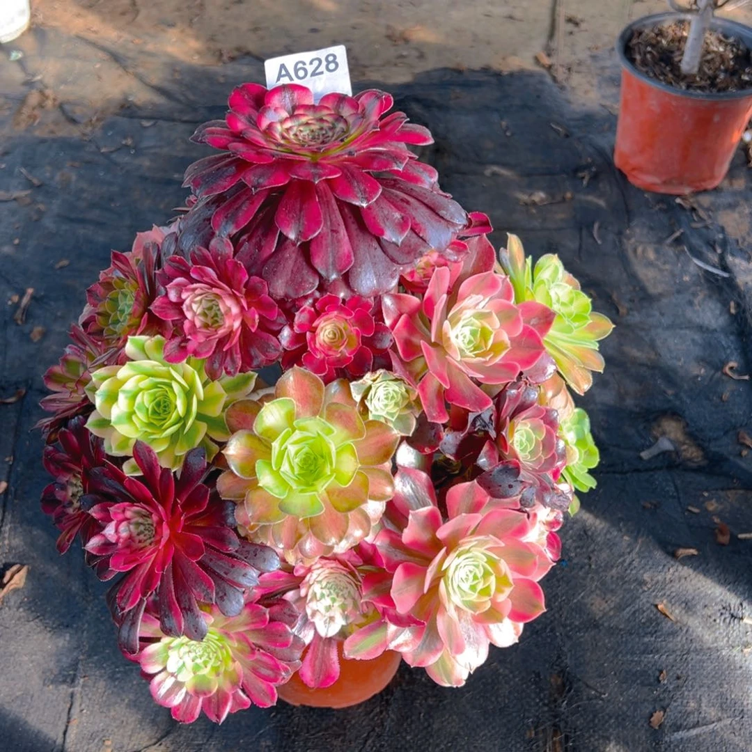 一**光628补差价，换法师，