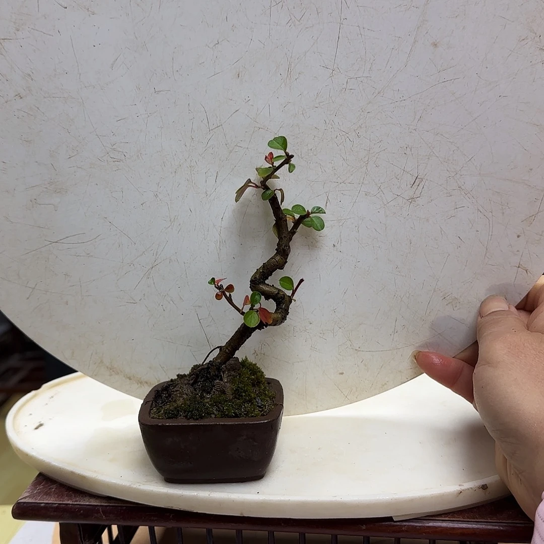 花***猪无花朵红花荀子都包邮