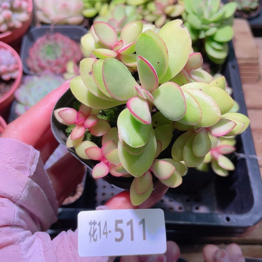 花利美14-511糖果锦