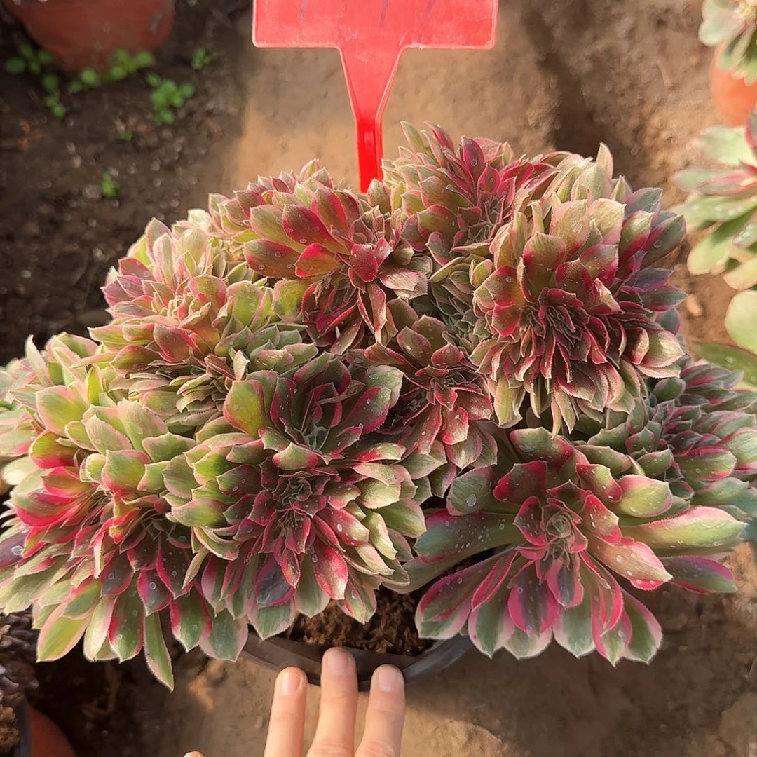 4149女郎缀化多肉法师