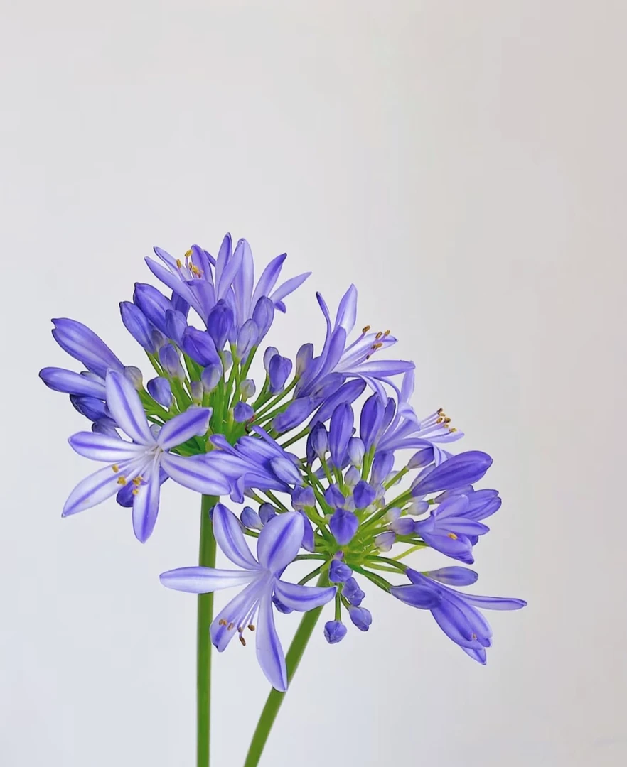 【源头一手价】爱情花又名百子莲   鲜花云南基地鲜 基地直发