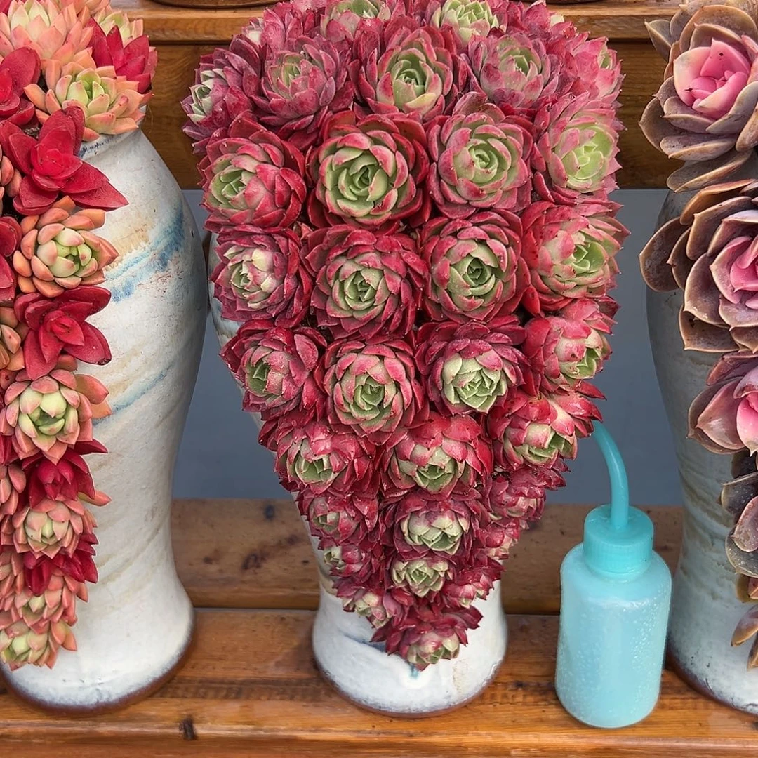 027沙漠玫瑰多肉组合花园