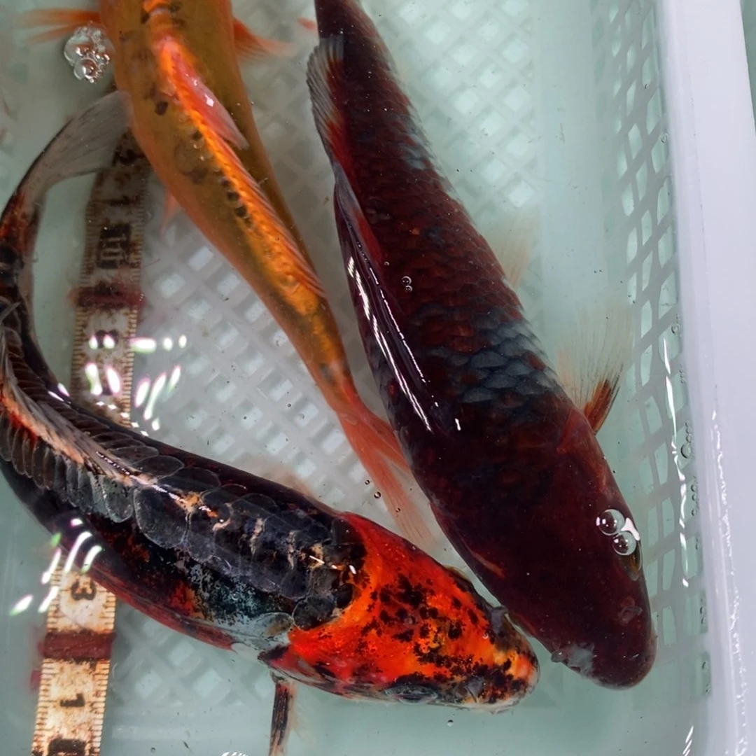 锦鲤冷水锦鲤包邮