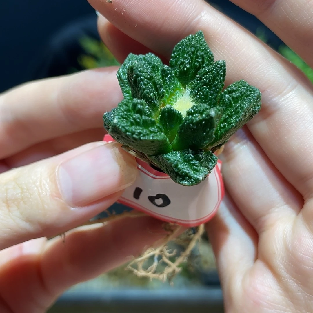 10号4cm萝卜根辛顿牡丹