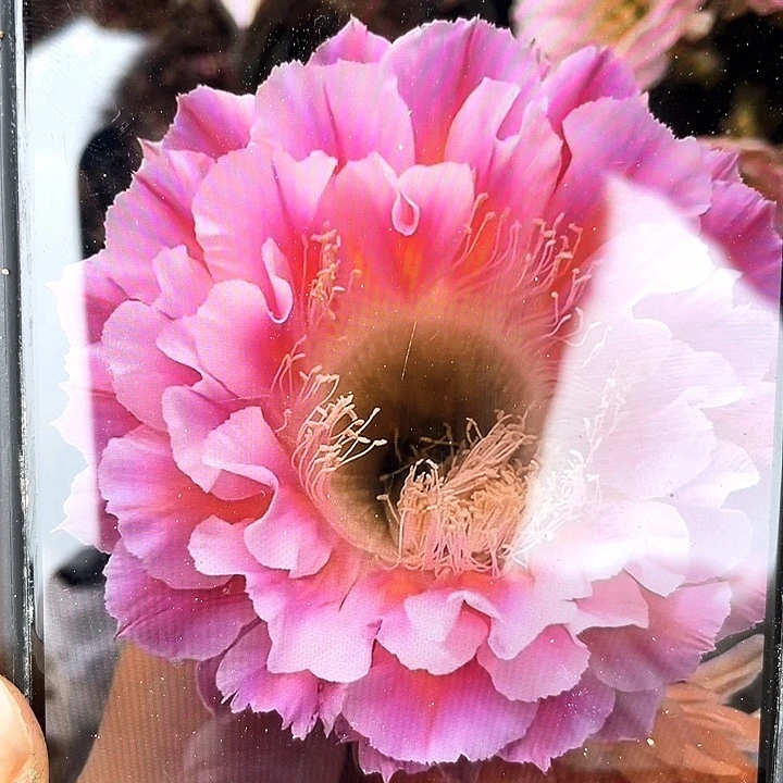 云羽自根6公分以上