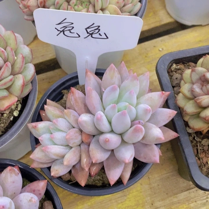 阮*妹多肉植物，开心多肉