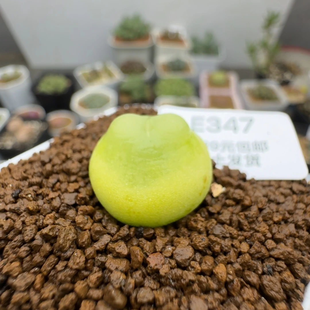 快**宝347多肉哈哈哈哈哈哈哈哈哈