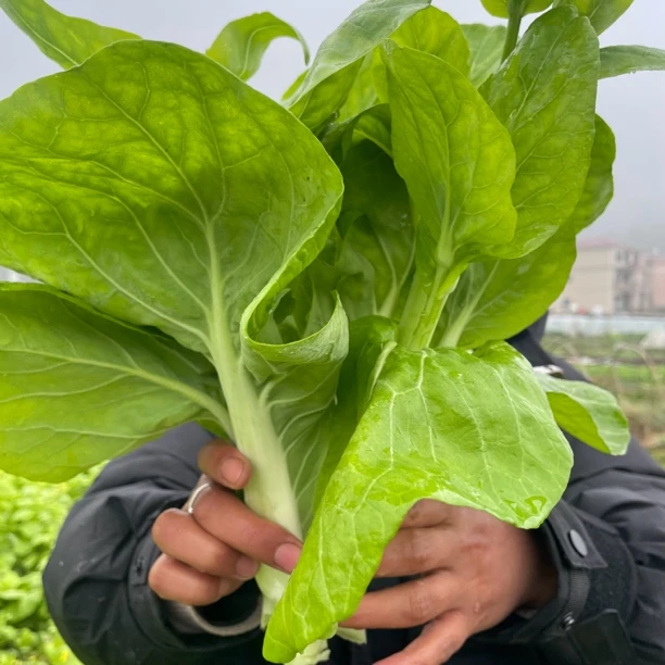 农家露天种植白菜苔